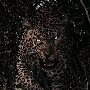 女人尿尿做爱视频
